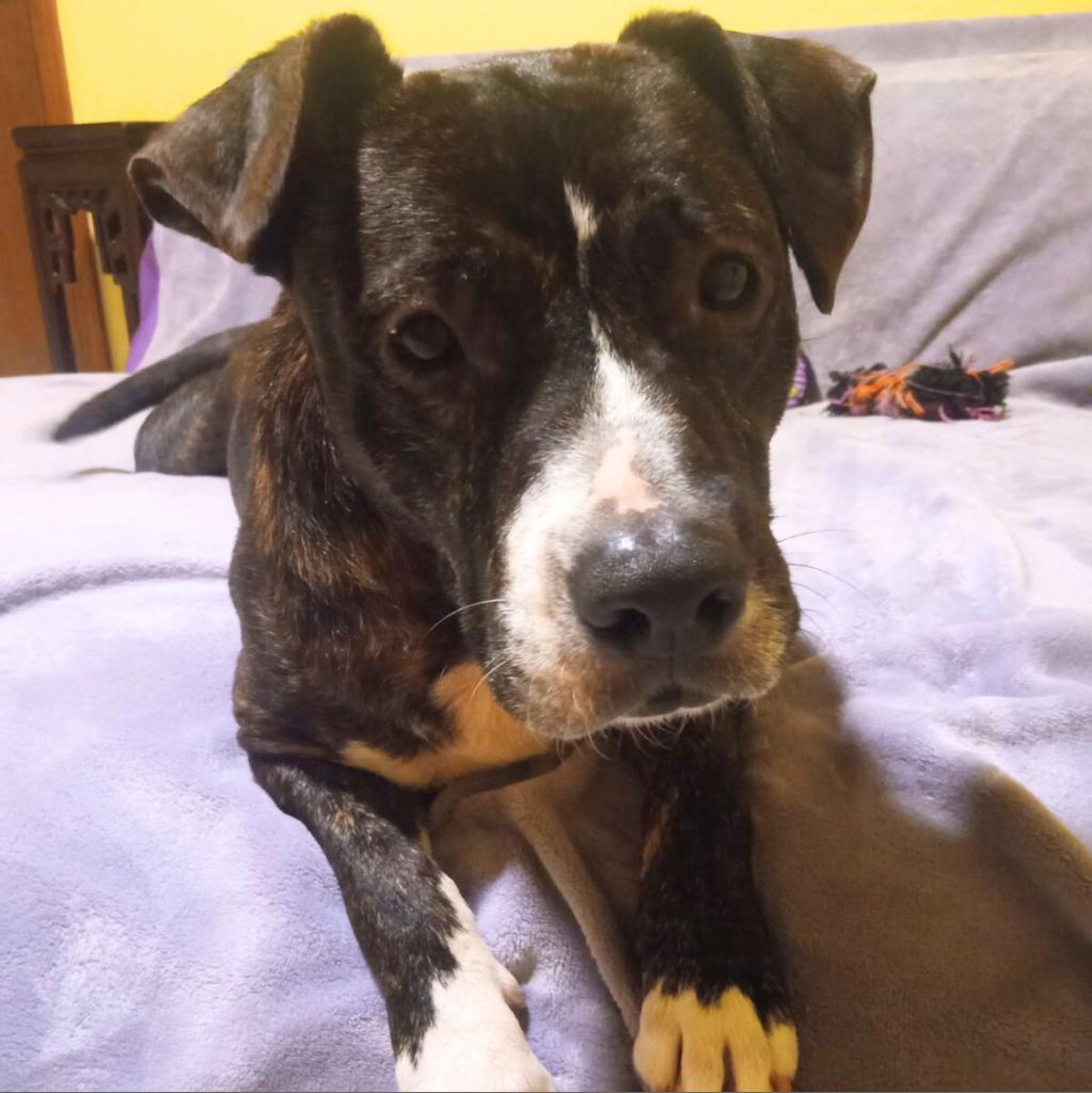 Bolo, a Adoptable Mixed Breed in Gainesville, FL image 2/6