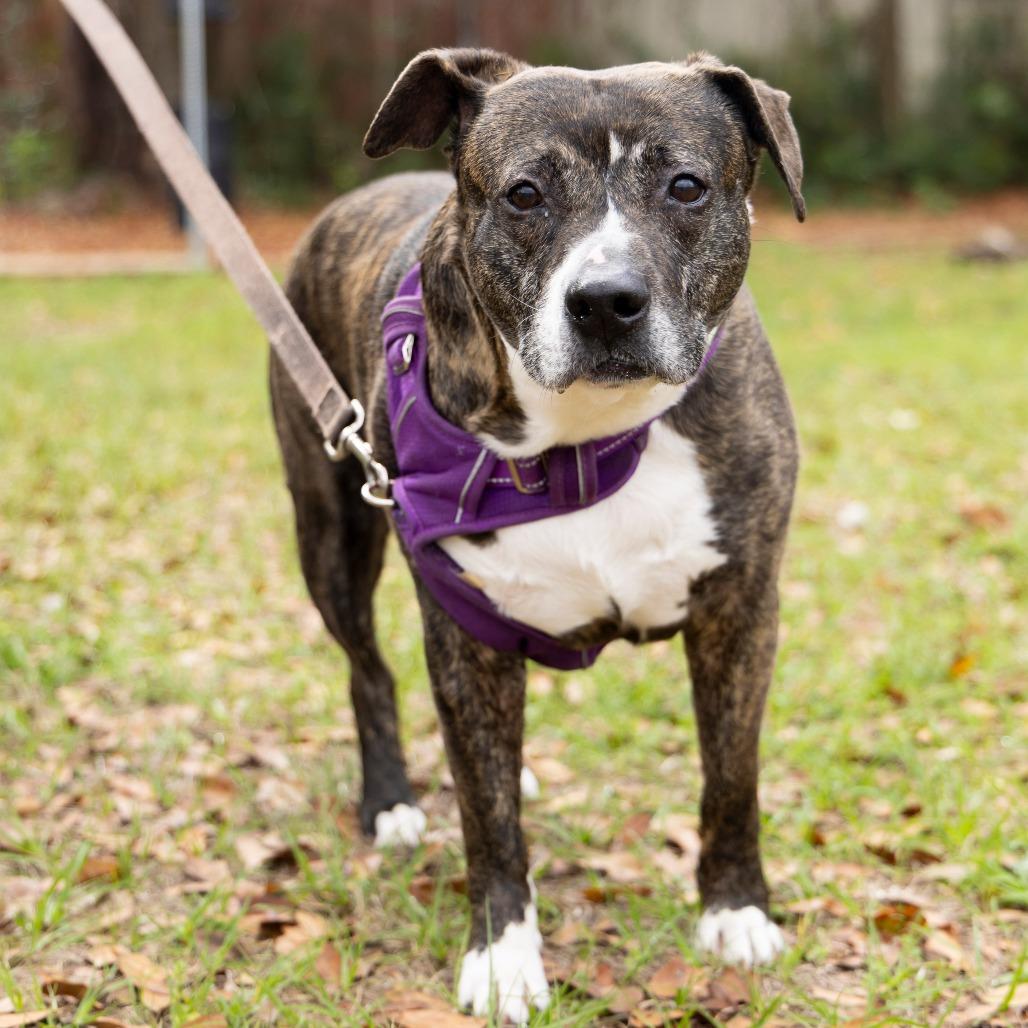Bolo, a Adoptable Mixed Breed in Gainesville, FL image 3/6