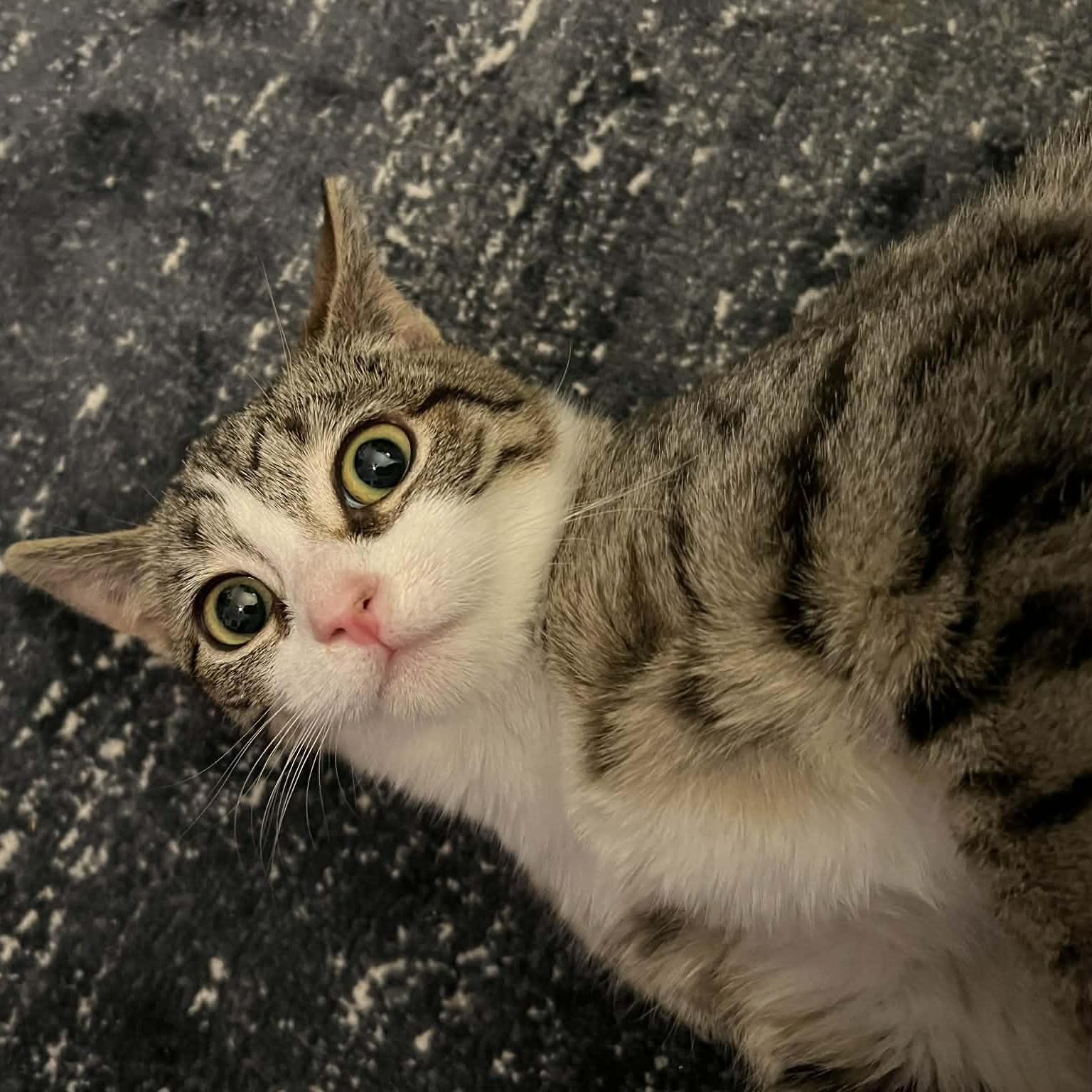 Enlarge Tempura, an adopted Domestic Short Hair in Bellmawr, NJ image 3/5