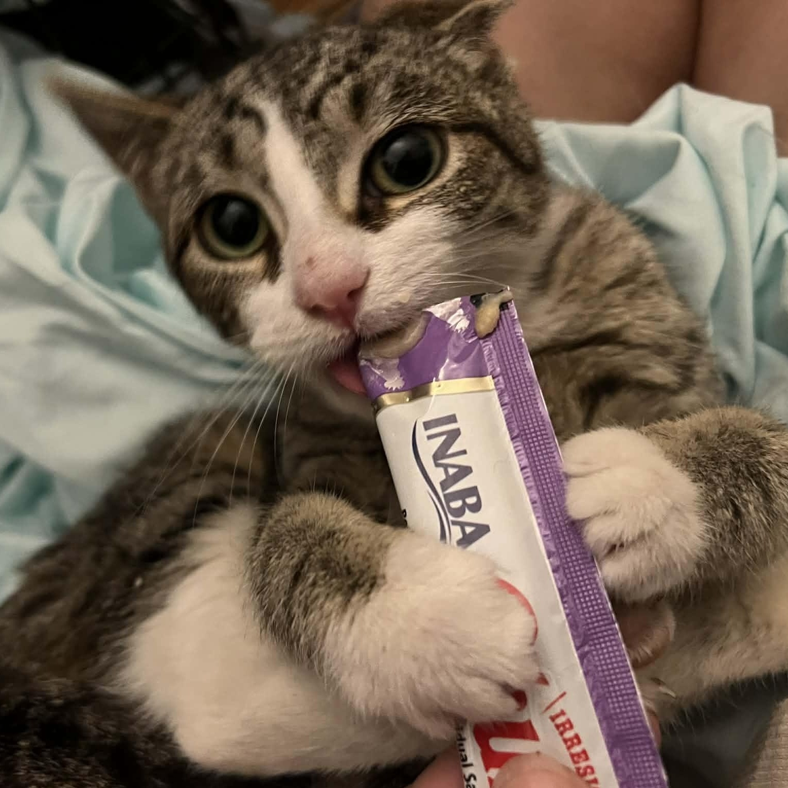 Enlarge Tempura, an adopted Domestic Short Hair in Bellmawr, NJ image 2/5