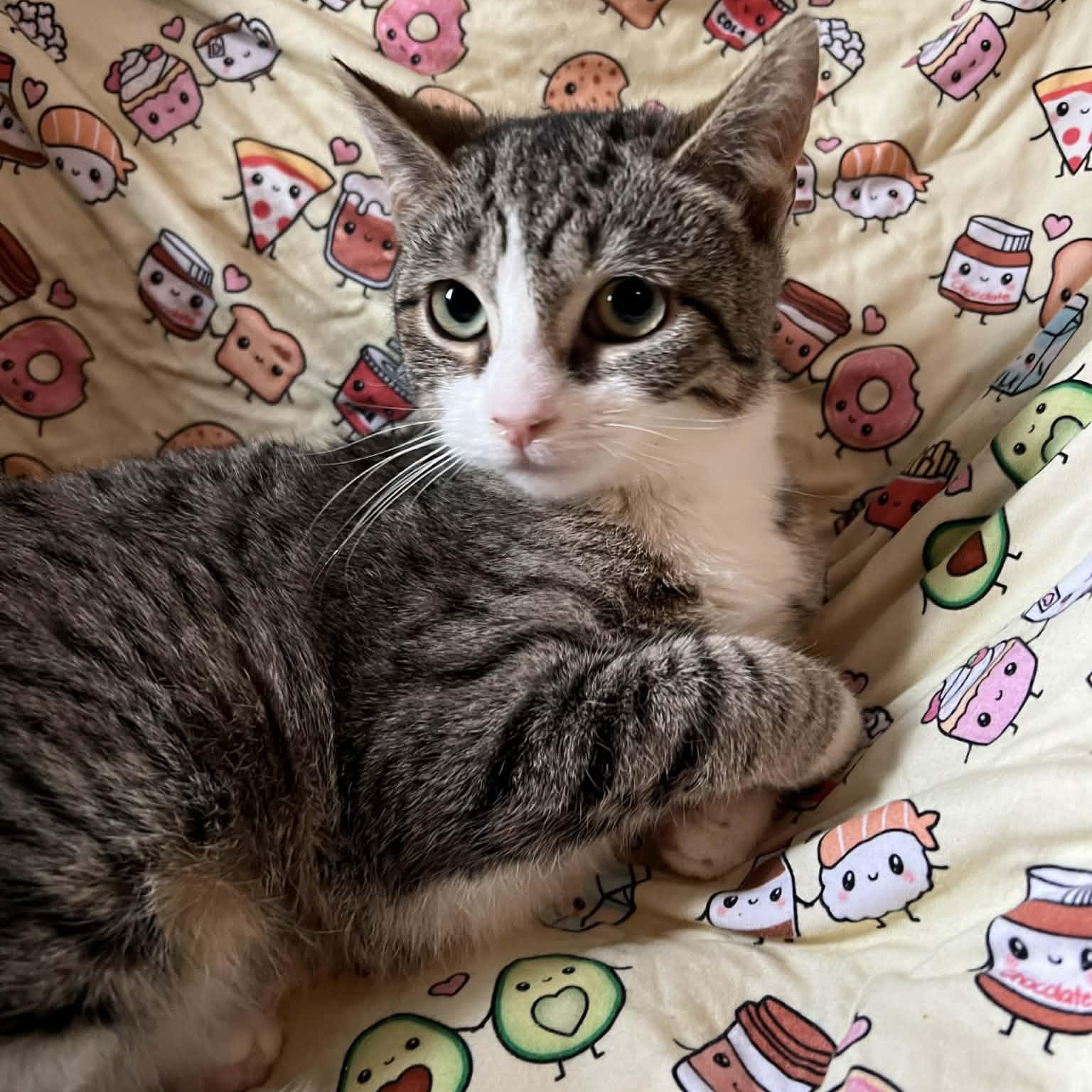 Enlarge Tempura, an adopted Domestic Short Hair in Bellmawr, NJ image 4/5