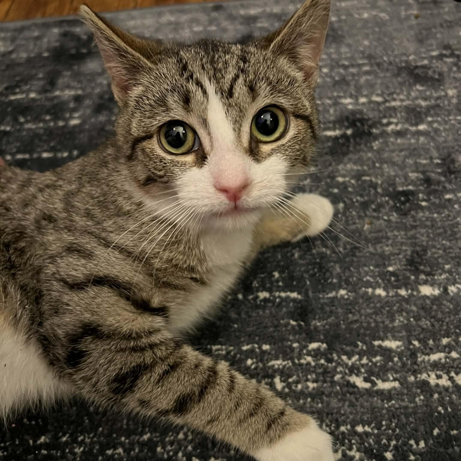 Tempura, adopted, Kitten Female Domestic Short Hair.