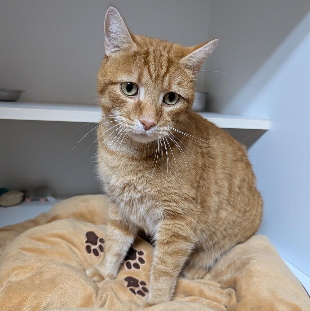 Indiana Jones, Adoptable, Adult Male Domestic Short Hair.