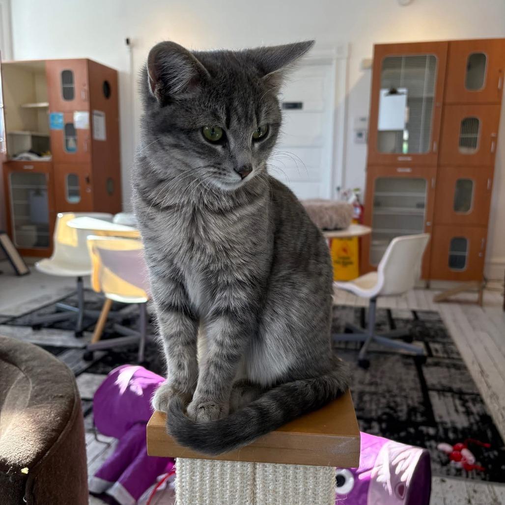 Joy, Adoptable, Kitten Male Domestic Short Hair.