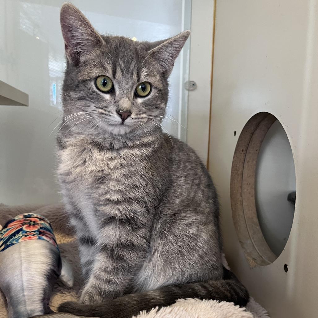 Joy, Adoptable, Kitten Male Domestic Short Hair.