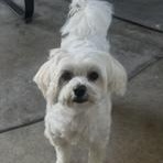 Enlarge Melly, a ADOPTABLE Maltese in Phoenix, AZ image 2/4