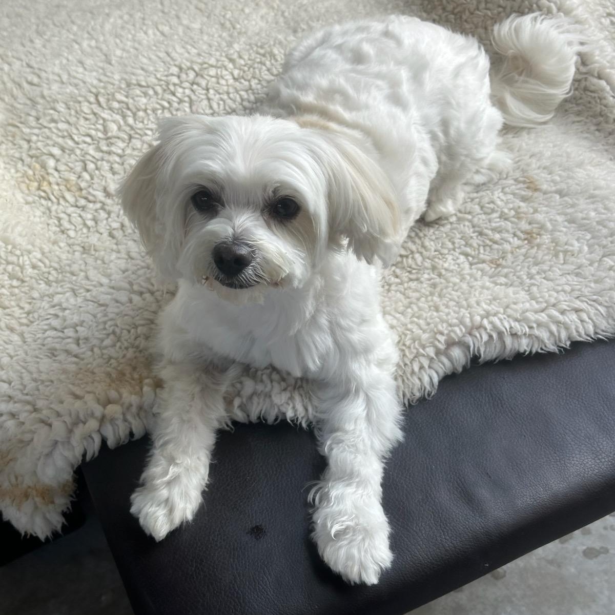 Enlarge Melly, a ADOPTABLE Maltese in Phoenix, AZ image 1/4