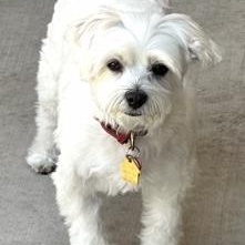 Enlarge Melly, a ADOPTABLE Maltese in Phoenix, AZ image 4/4