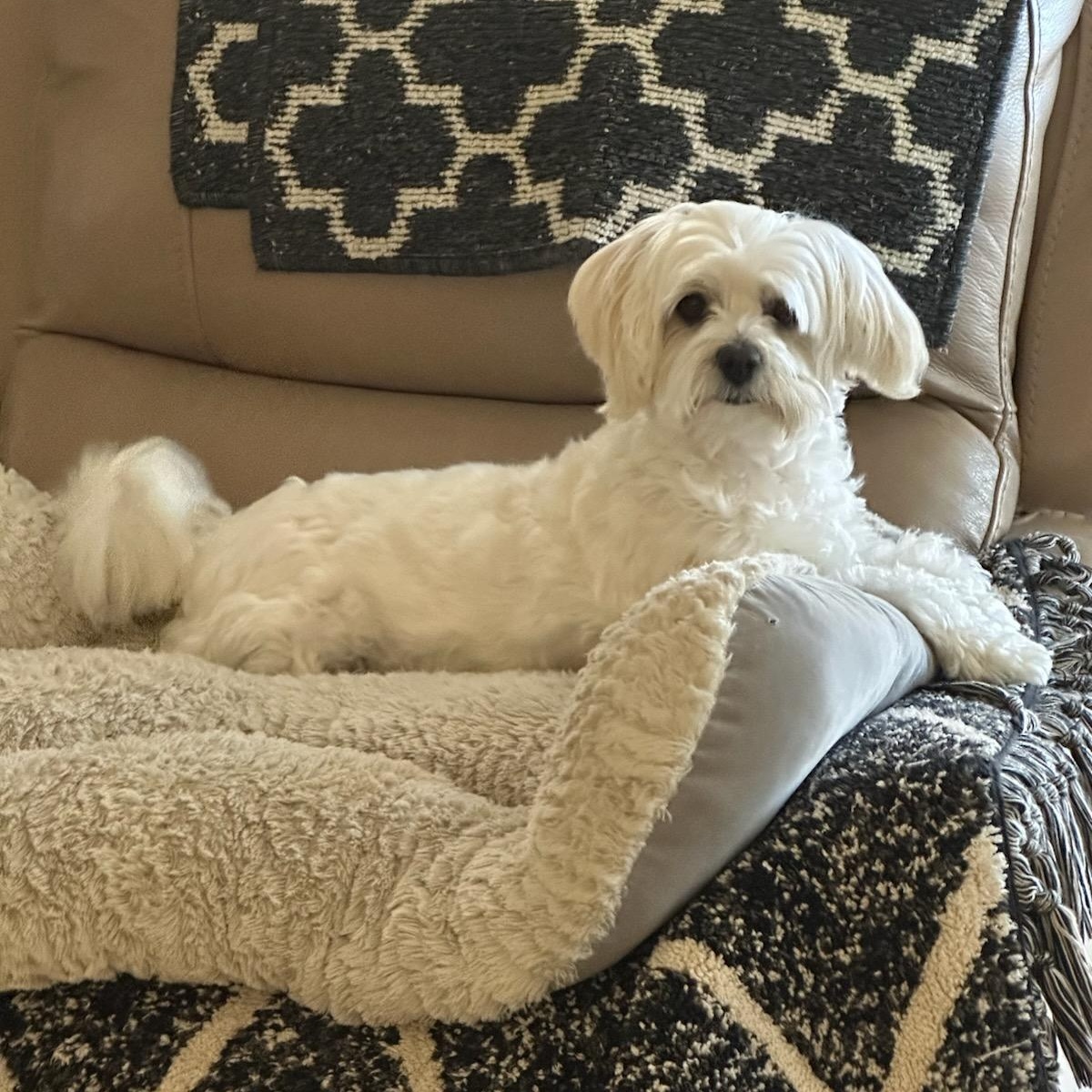 Enlarge Melly, a ADOPTABLE Maltese in Phoenix, AZ image 3/4