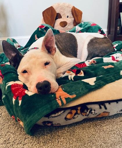 Sierra Leone, a Adoptable mixed breed in Kansas City, MO image 1/3