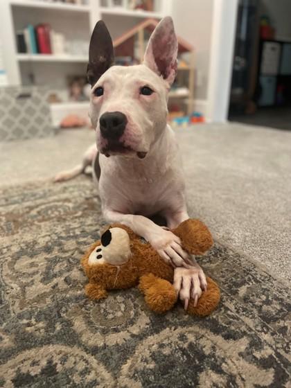 Sierra Leone, a Adoptable mixed breed in Kansas City, MO image 2/3