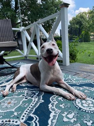 Sierra Leone, a Adoptable mixed breed in Kansas City, MO image 3/3