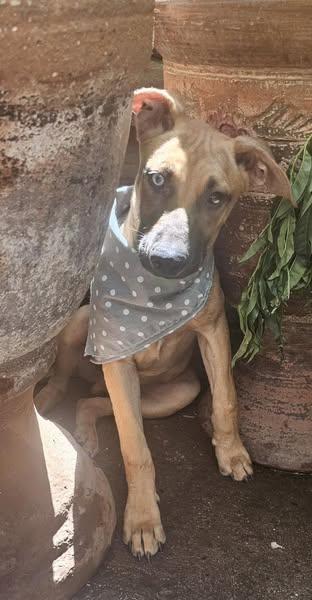 Mikey available at Charlie's Little Dog House, an adoptable Vizsla in PORTLAND, OR, 97202 | Photo Image 1