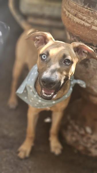 Mikey available at Charlie's Little Dog House