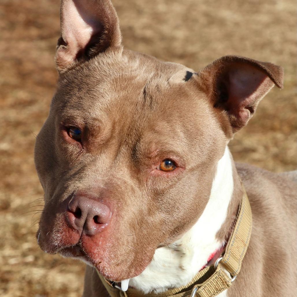 Shanok, Adoptable, Adult Male Mixed Breed.