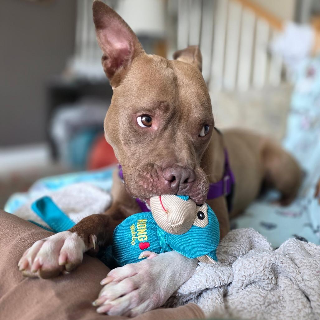 Enlarge Shanok, a Adoptable Mixed Breed in Allentown, PA image 2/6