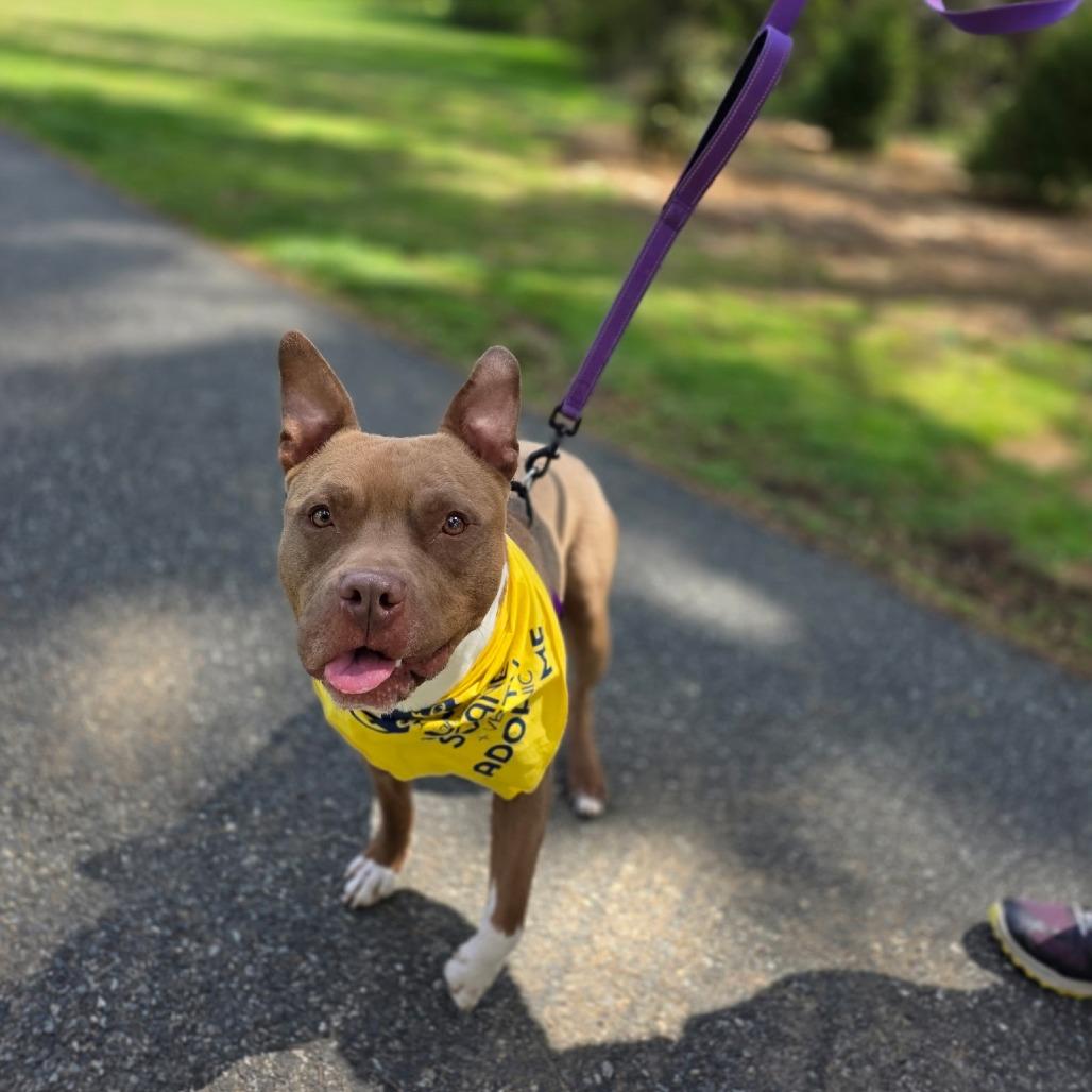 Enlarge Shanok, a Adoptable Mixed Breed in Allentown, PA image 3/6