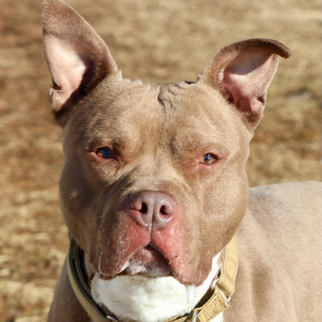 Shanok, a Adoptable Mixed Breed in Allentown, PA image 2/2