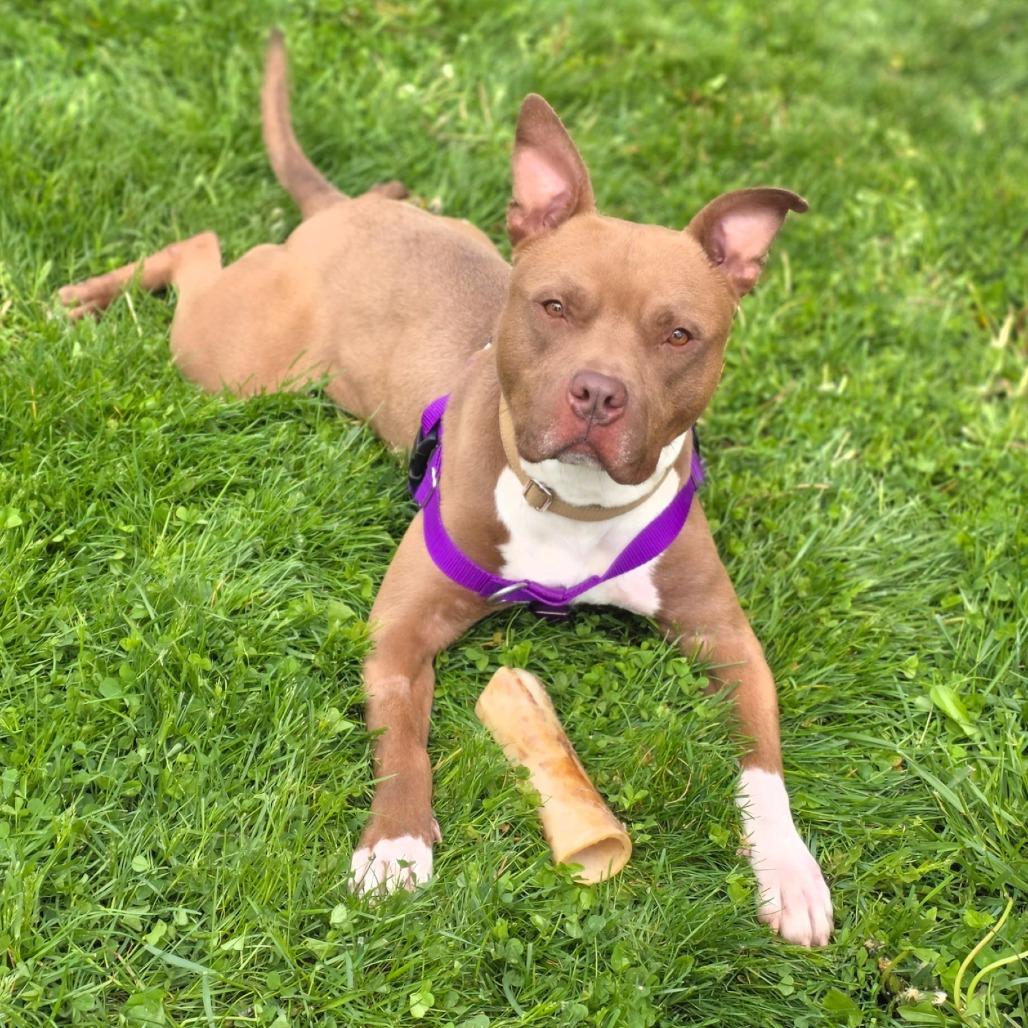 Enlarge Shanok, a Adoptable Mixed Breed in Allentown, PA image 4/6