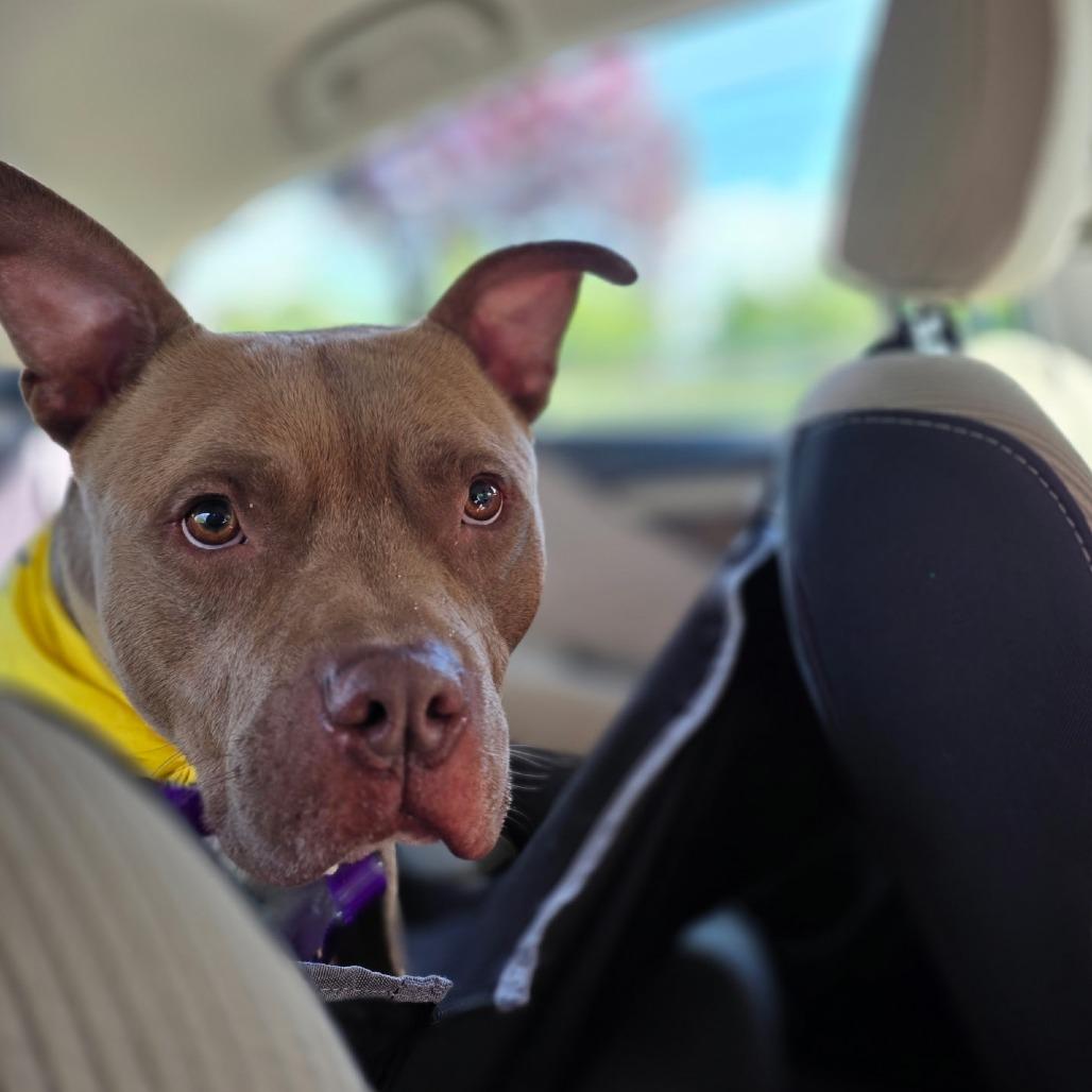 Enlarge Shanok, a Adoptable Mixed Breed in Allentown, PA image 5/6