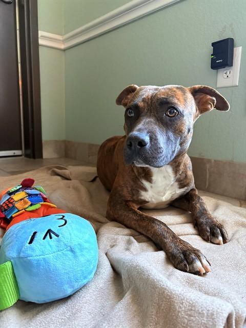 RISOTTO, Adoptable, Young Female Pit Bull Terrier.