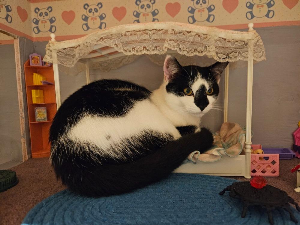 Enlarge Mr. Marbles, a Adoptable Domestic Short Hair in Arthur, ON image 1/4