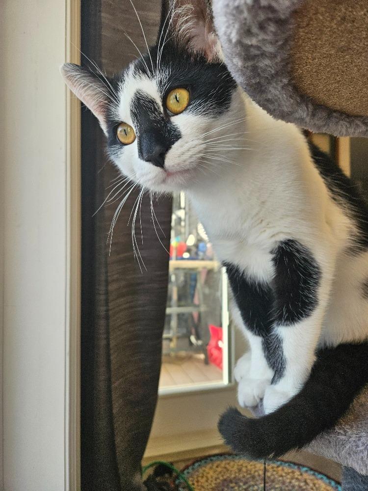 Enlarge Mr. Marbles, a Adoptable Domestic Short Hair in Arthur, ON image 2/4