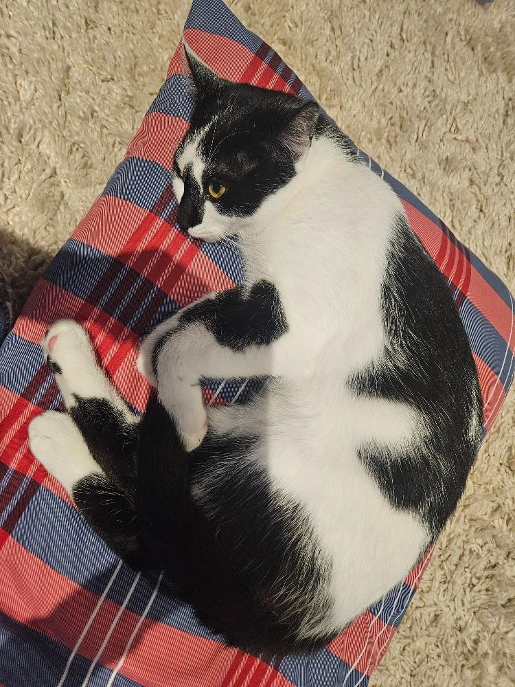 Enlarge Mr. Marbles, a Adoptable Domestic Short Hair in Arthur, ON image 3/4