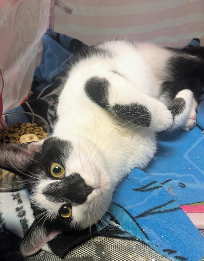 Enlarge Mr. Marbles, a Adoptable Domestic Short Hair in Arthur, ON image 4/4