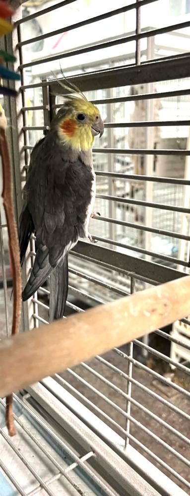 Charlie (Grey), Adoptable, Adult Female Cockatiel.