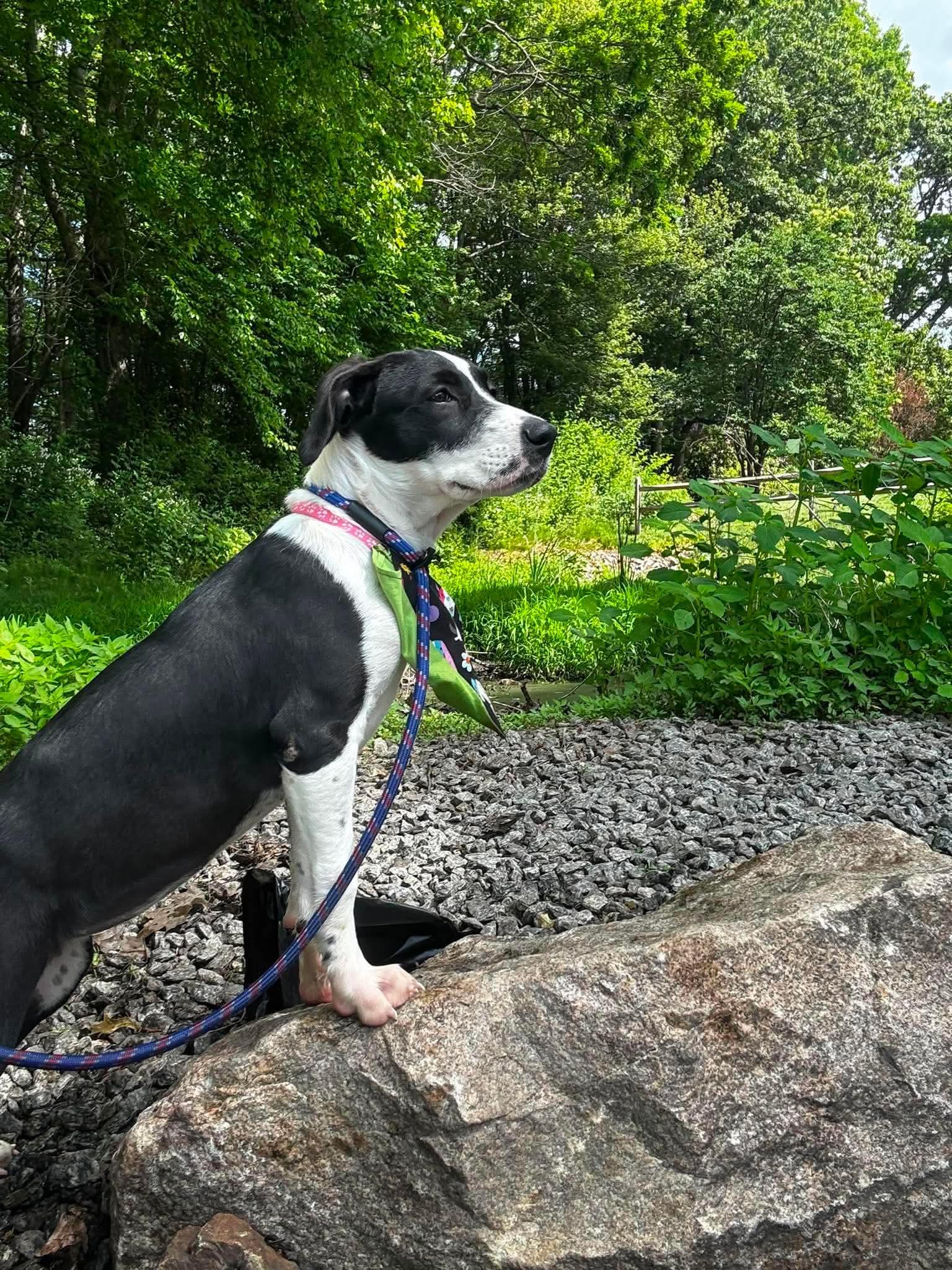 Enlarge Panda, an adopted Mixed Breed in West Haven, CT image 2/4