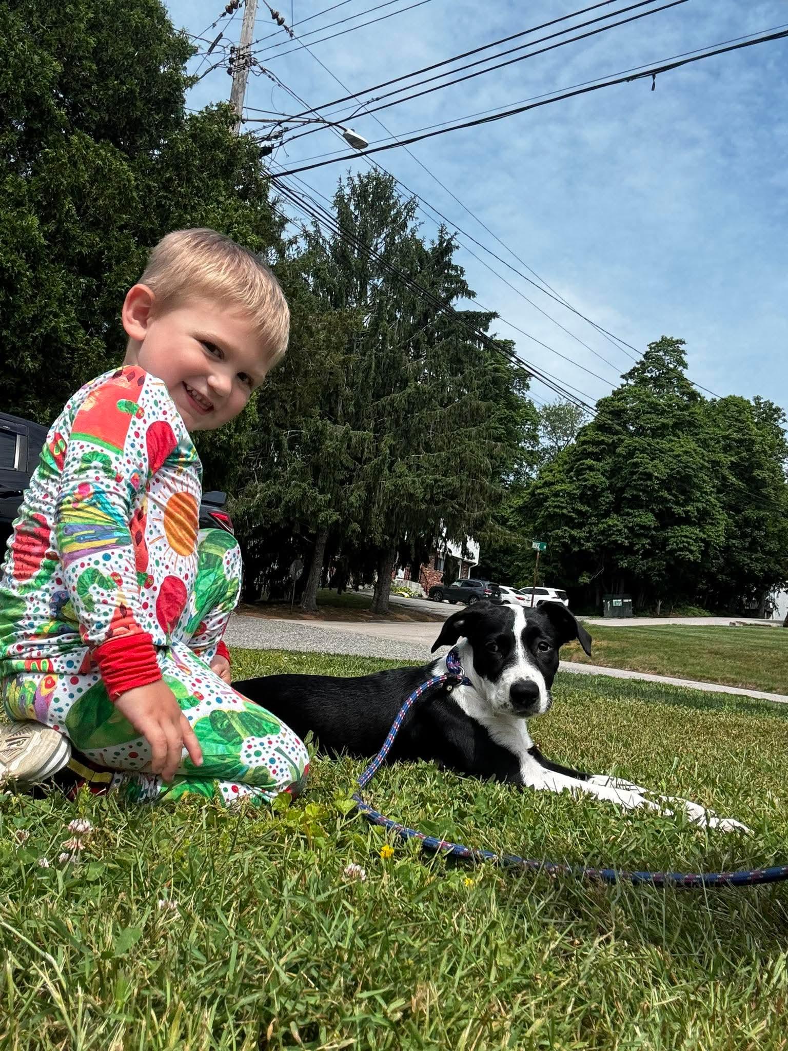 Enlarge Panda, an adopted Mixed Breed in West Haven, CT image 1/4