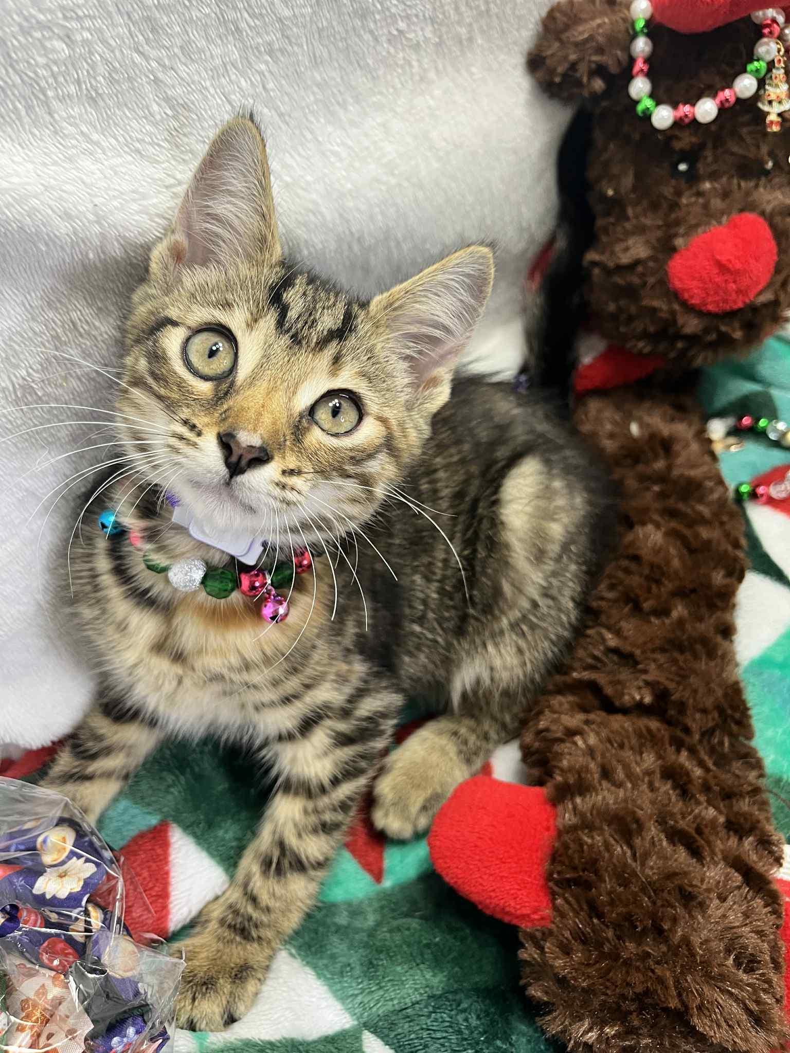 Doja, a Adoptable Tabby in Tavares, FL image 1/4