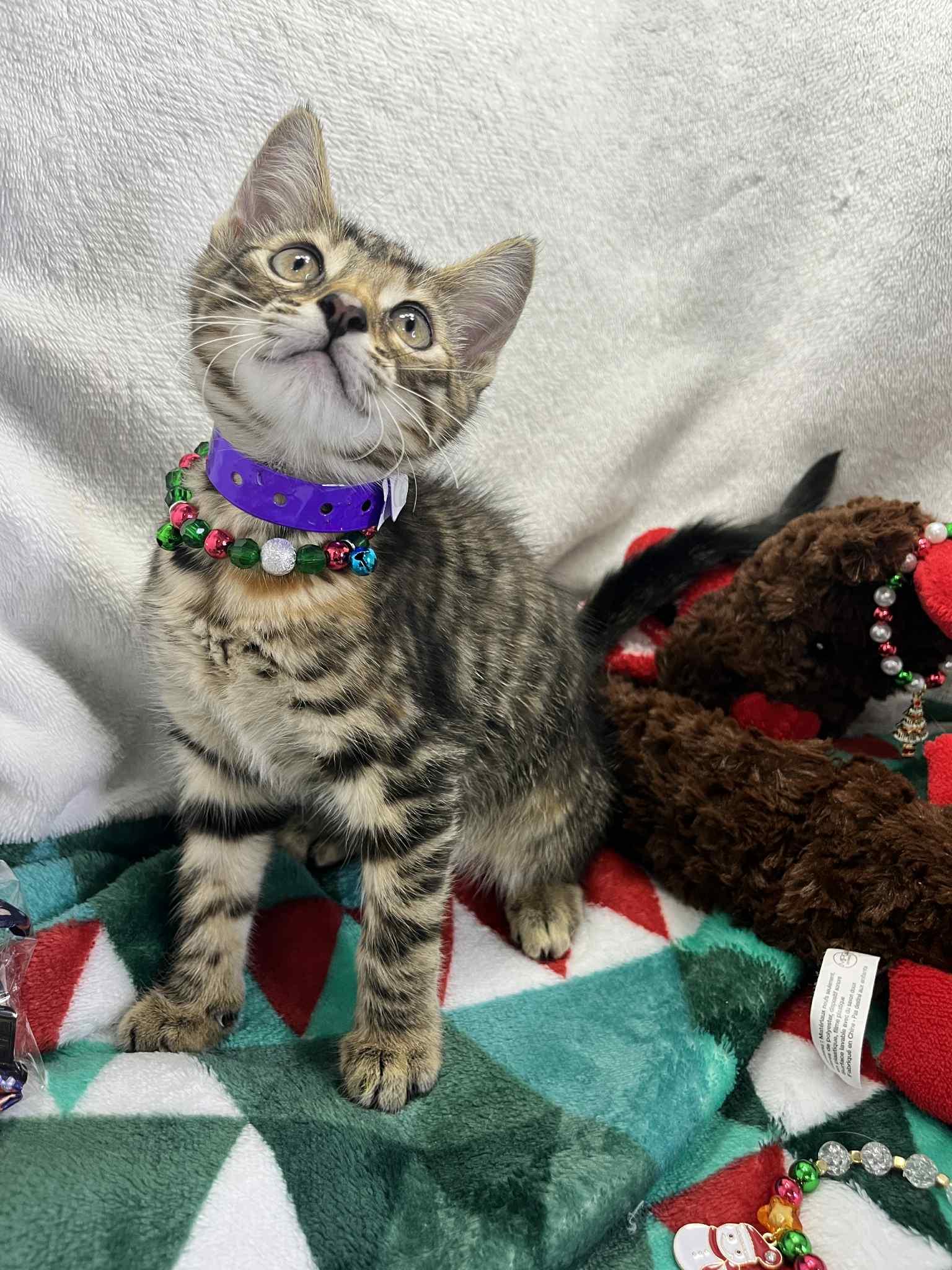 Doja, a Adoptable Tabby in Tavares, FL image 2/4