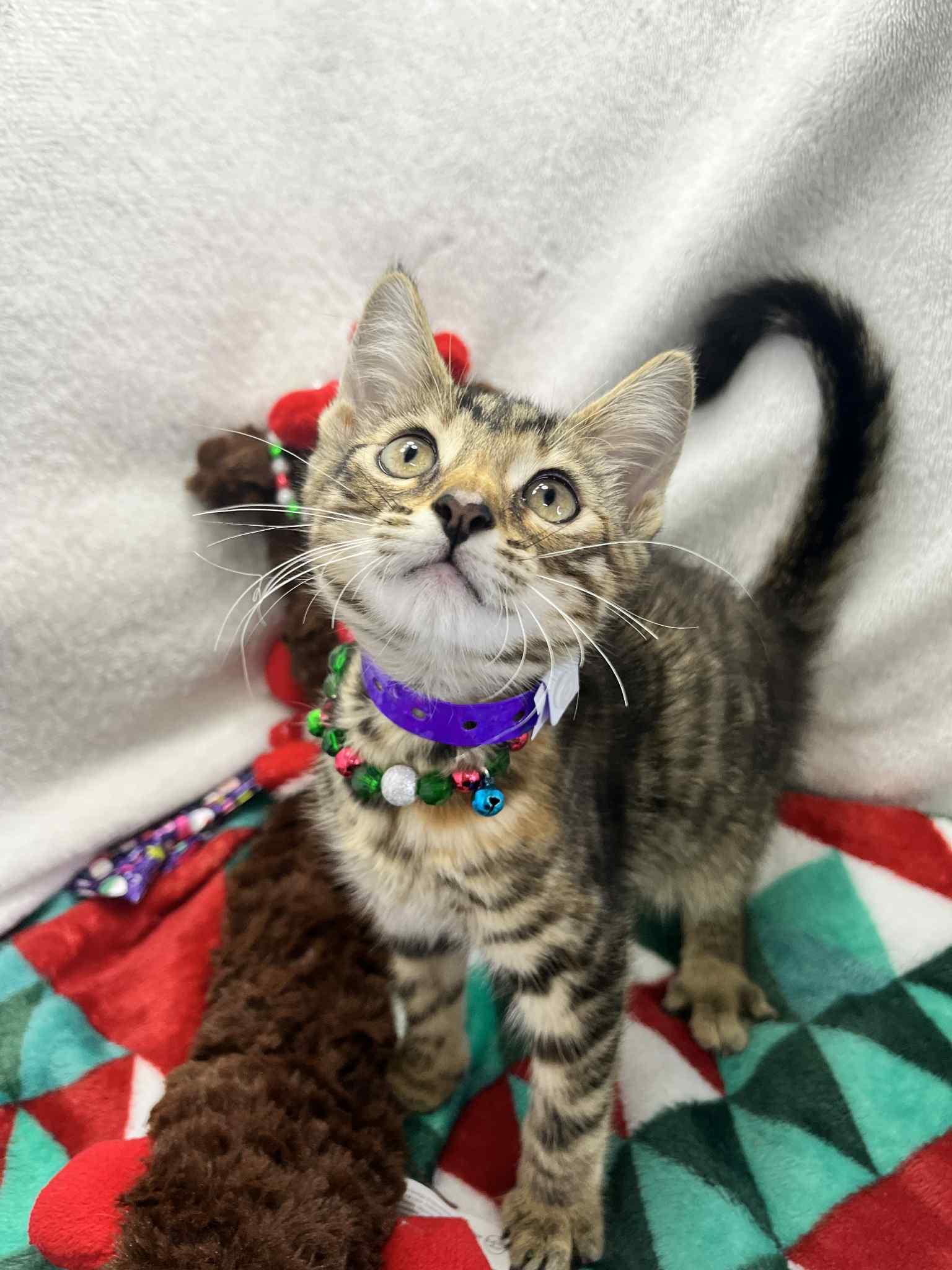 Doja, Adoptable, Kitten Female Tabby.