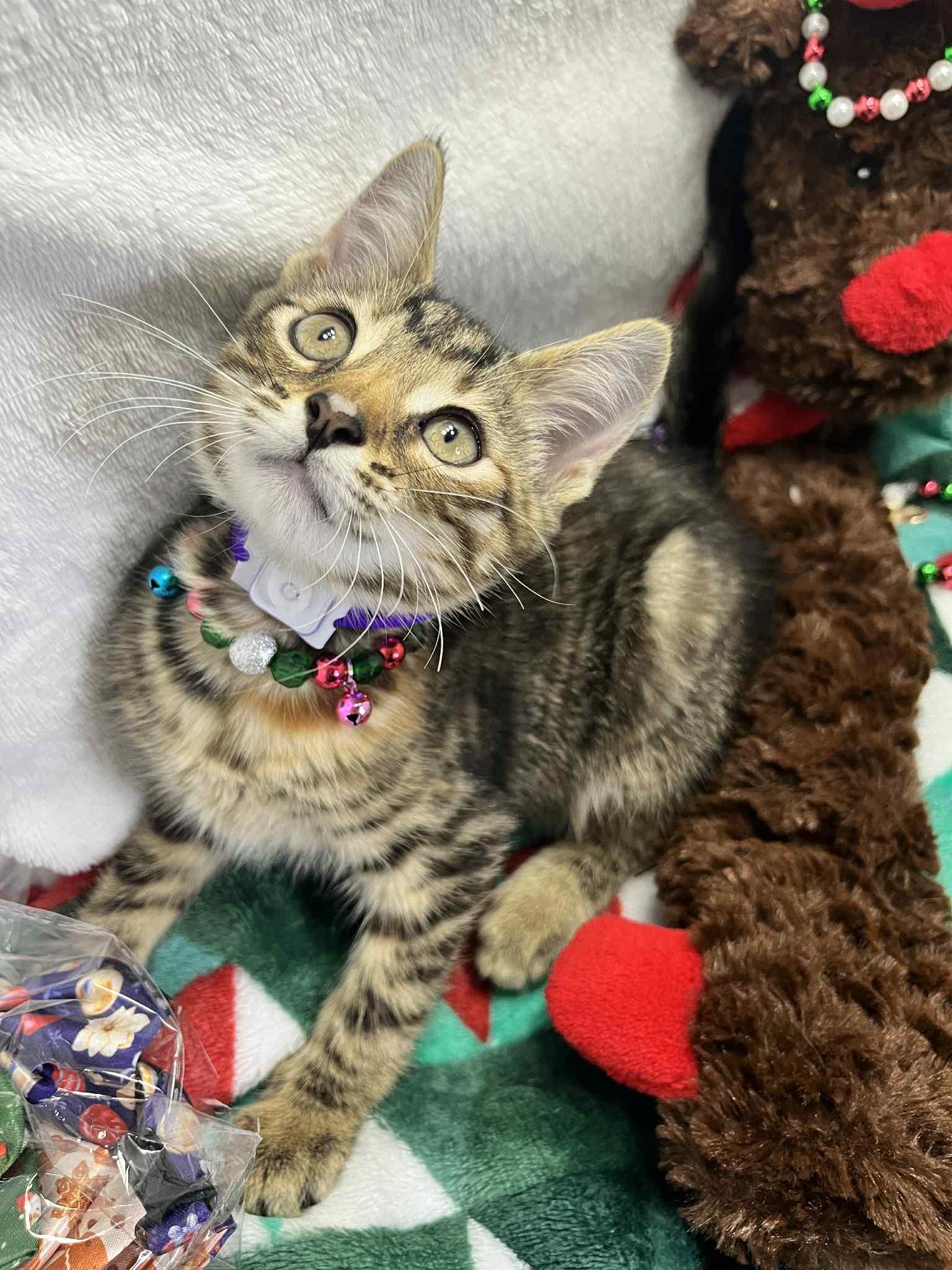 Doja, a Adoptable Tabby in Tavares, FL image 4/4