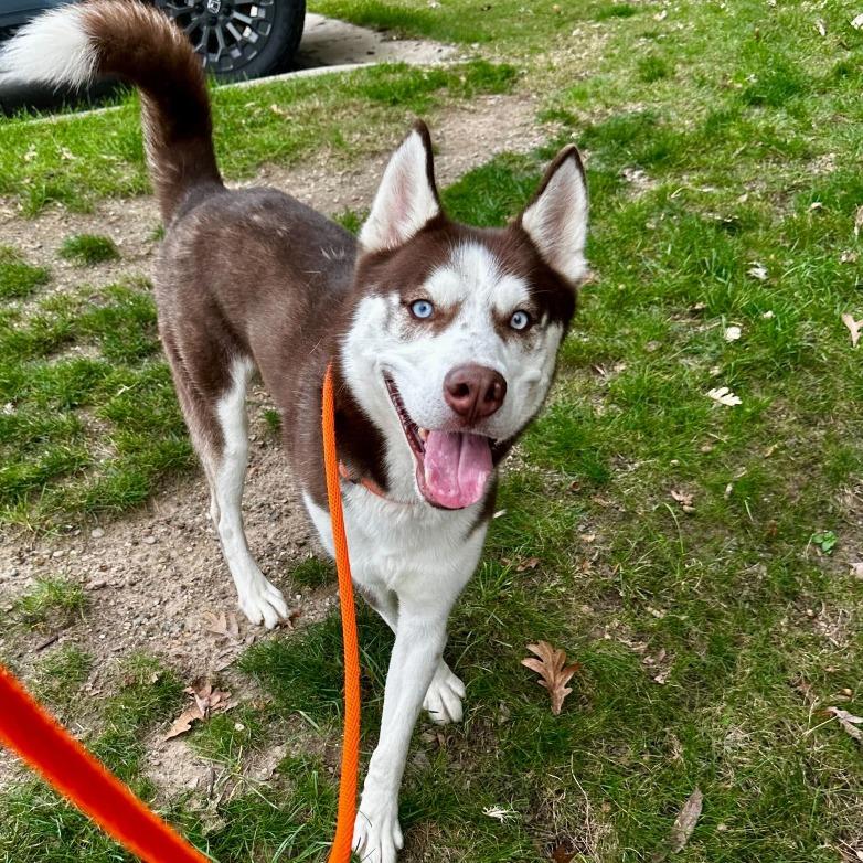 Muffin, a Adoptable Husky in Grand Rapids, MI image 1/3