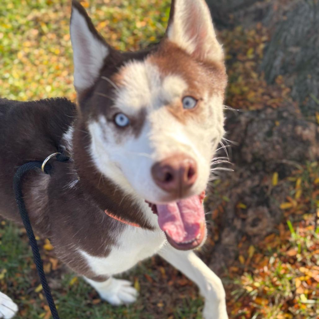 Muffin, a Adoptable Husky in Grand Rapids, MI image 2/3
