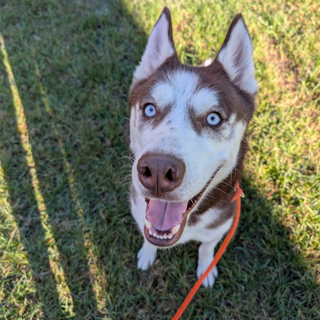 Muffin, a Adoptable Husky in Grand Rapids, MI image 3/3
