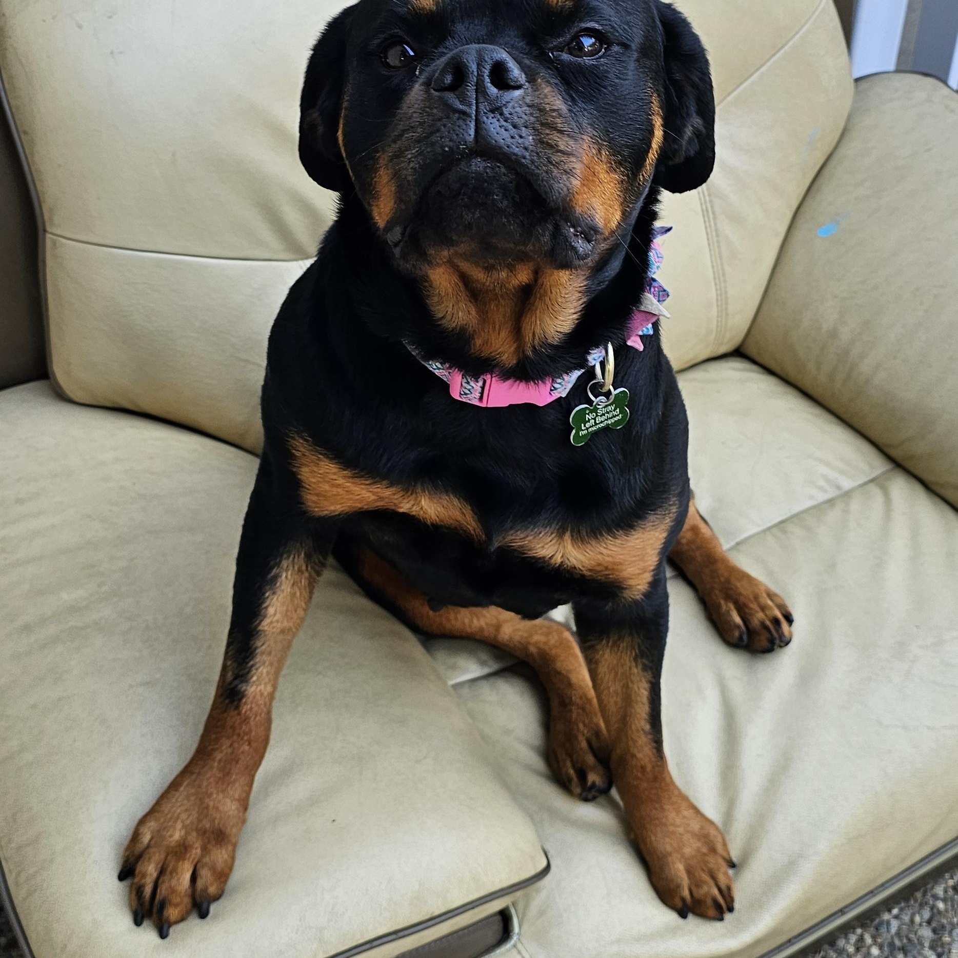 Star, Adopted, Young Female Rottweiler.