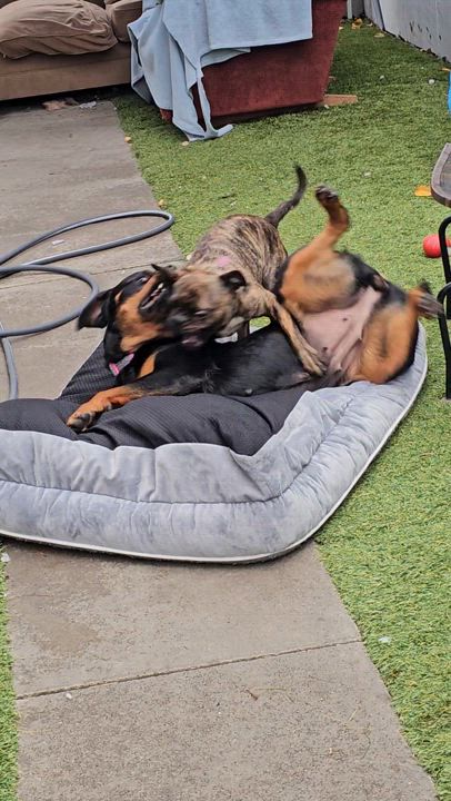 Enlarge Star, a Adopted Rottweiler in Brea, CA video 4/4