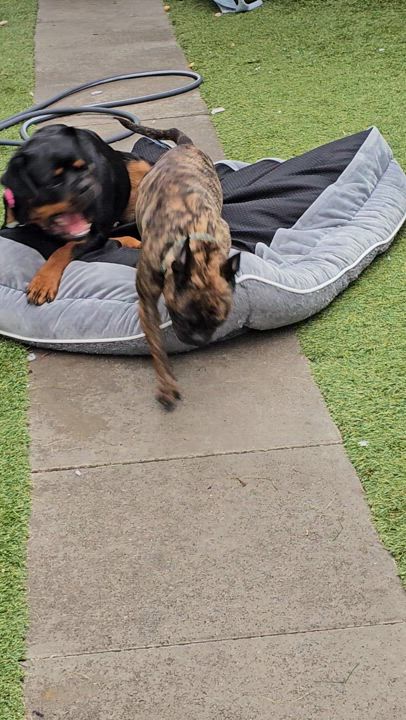 Enlarge Star, a Adopted Rottweiler in Brea, CA video 3/4