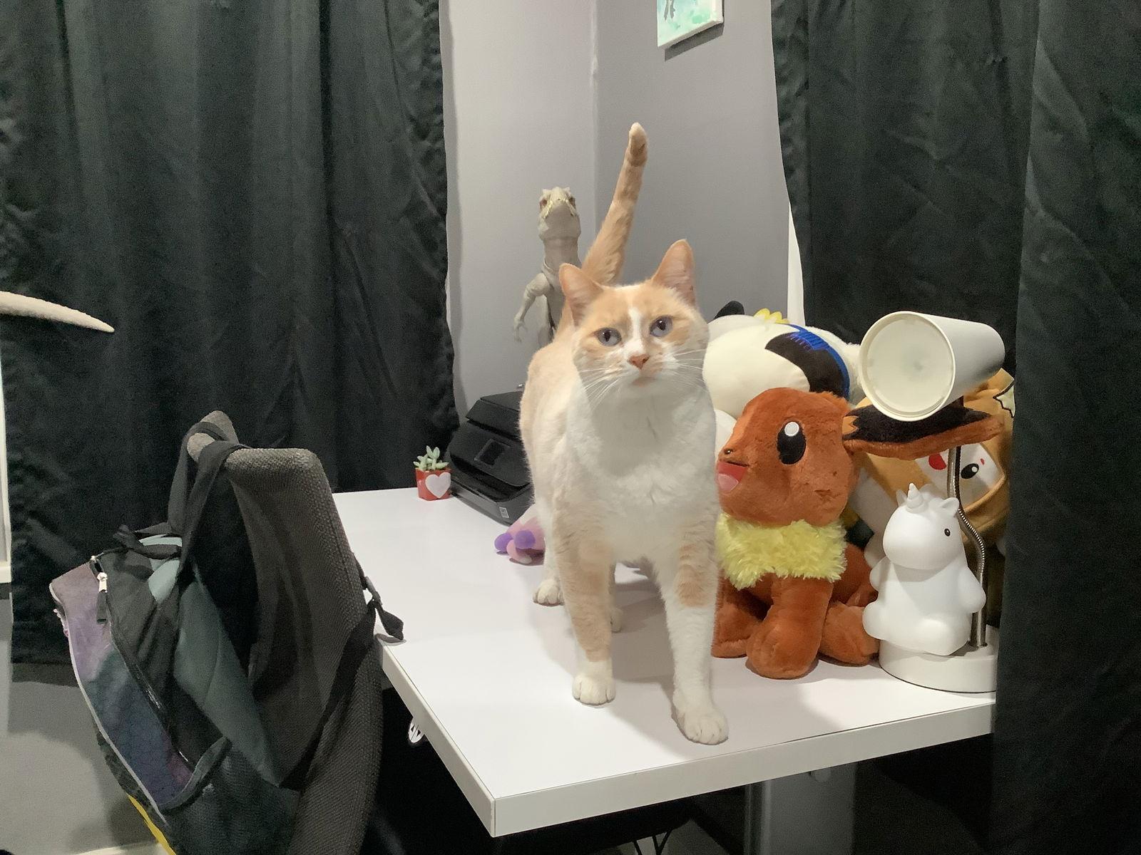 Enlarge Zoe, a Adoptable American Shorthair in San Jose, CA image 1/3