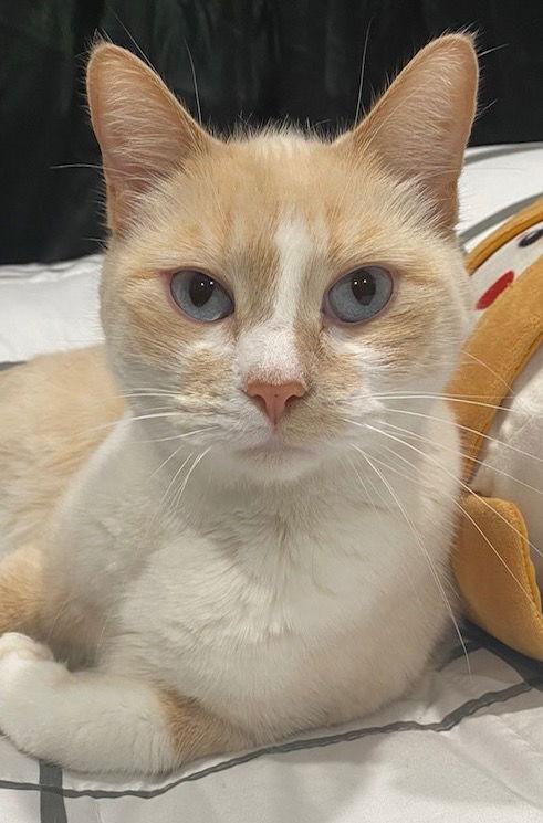 Enlarge Zoe, a Adoptable American Shorthair in San Jose, CA image 2/3