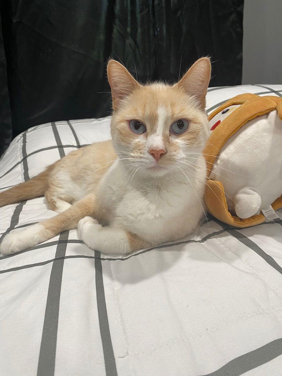 Enlarge Zoe, a Adoptable American Shorthair in San Jose, CA image 3/3