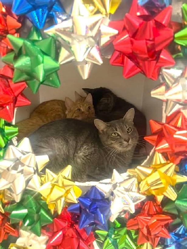 PERCY, ADOPTABLE, Young Male Domestic Short Hair.