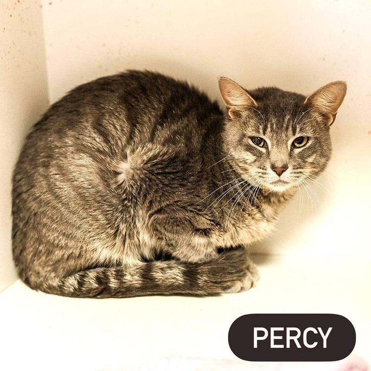 PERCY, a ADOPTABLE Domestic Short Hair in Pegram, TN image 2/2