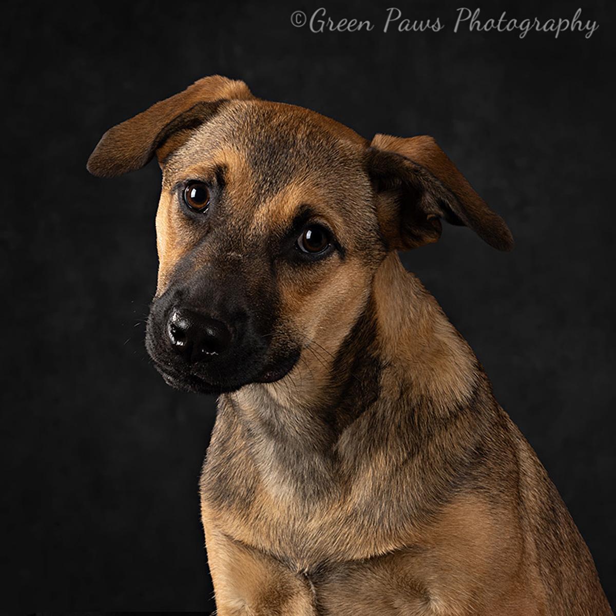 Egg Nog , Adoptable, Young Female Shepherd.