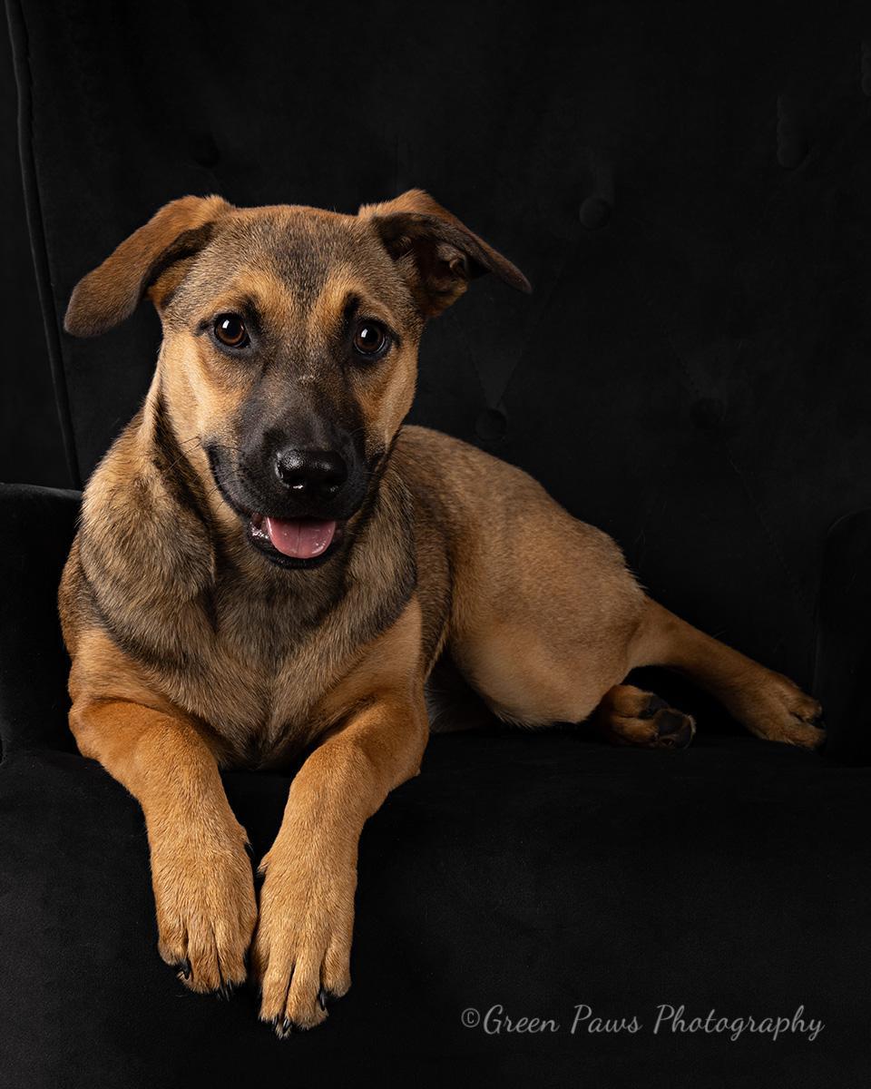 Enlarge Egg Nog , a Adoptable mixed breed in Dallas, TX image 2/4