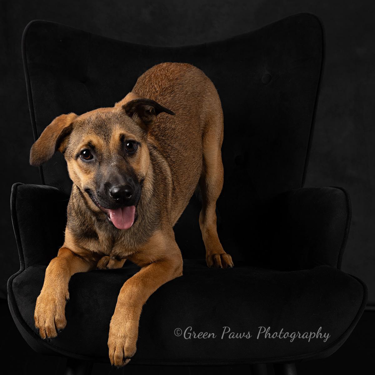 Enlarge Egg Nog , a Adoptable mixed breed in Dallas, TX image 4/4
